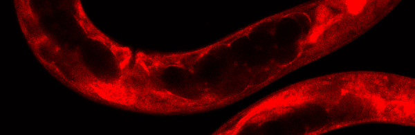 JASPAR CORE Nematoda