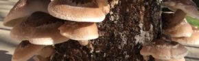 A vertical tree stump outdoors with about a dozen shiitake mushrooms sprouting from its surface.