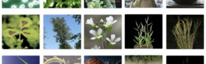 A tiled collage of square photos of different plants - soybeans, and sorghum, for example.