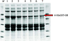 [Figure 3]