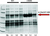 [Figure 5]