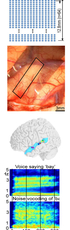 Brain modules to process language