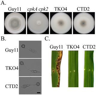 Fig 4