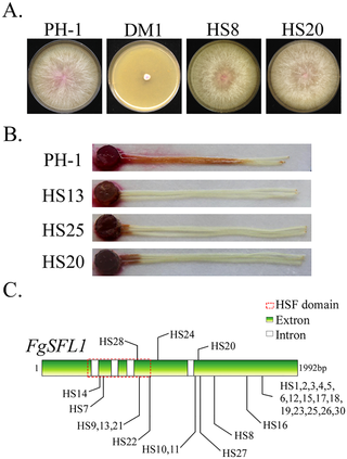 Fig 8