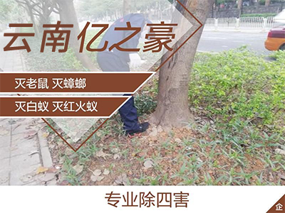 昆明家庭灭蟑螂团队 按情况提出解决方案