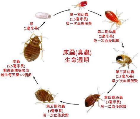 臭虫怎样彻底消灭