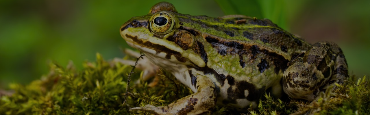 La malbouffe et les perturbateurs endocriniens peuvent induire un syndrome proche du diabète chez les amphibiens