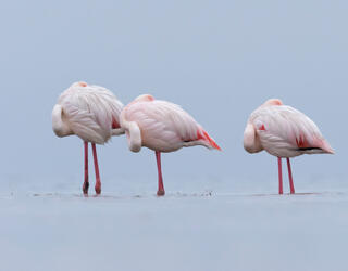 Flamants roses © Yva Momatiuk & John Eastcott / Minden / Naturepl.fr via EB Photo