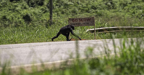 Chimpanzé traversant une route