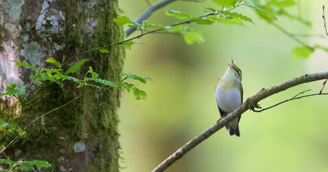 pouillot siffleur © Fabrice Cahez / Biosphoto