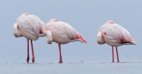 Flamants roses © Yva Momatiuk & John Eastcott / Minden / Naturepl.fr via EB Photo