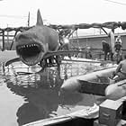 Richard D. Zanuck in Jaws (1975)