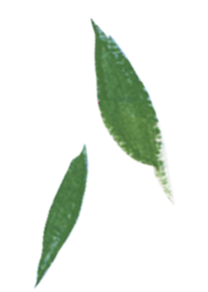 Illustration of leaves