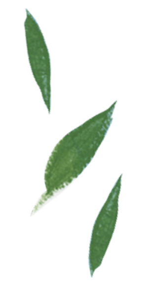 Illustration of leaves