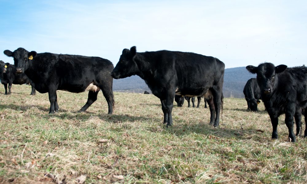 Enjoy Locally Raised Meats