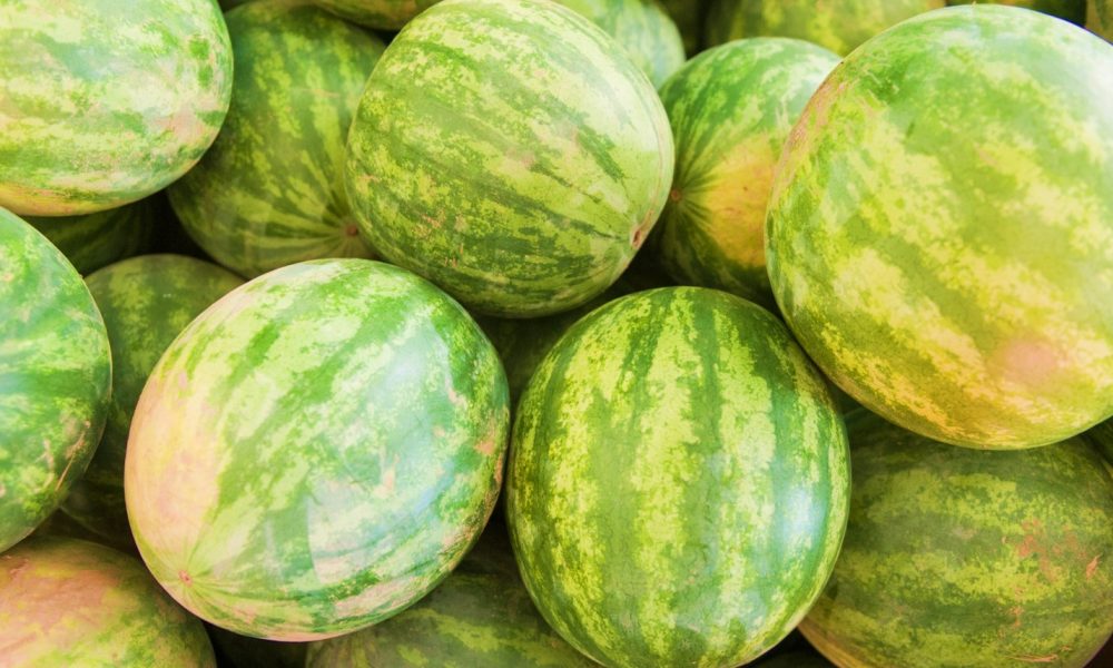 Maryland Watermelon Season!