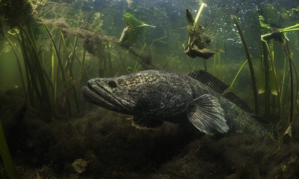 Maryland Snakehead