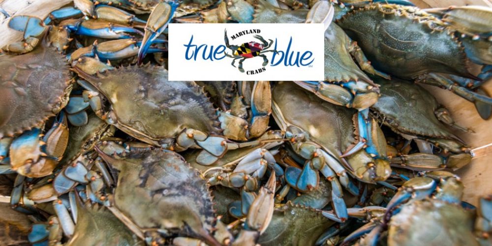 Maryland True Blue Crabs