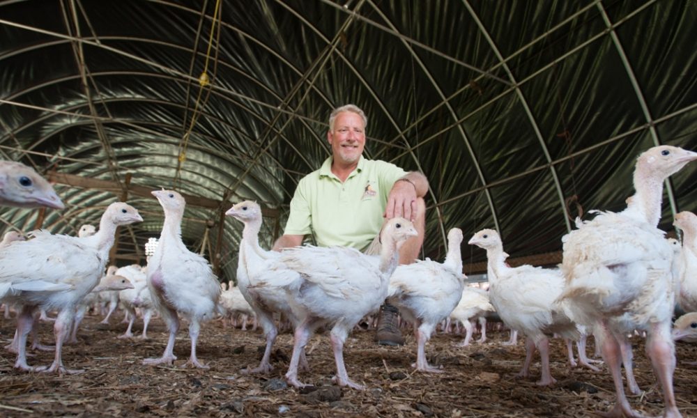 Fresh, Local Maryland Turkeys