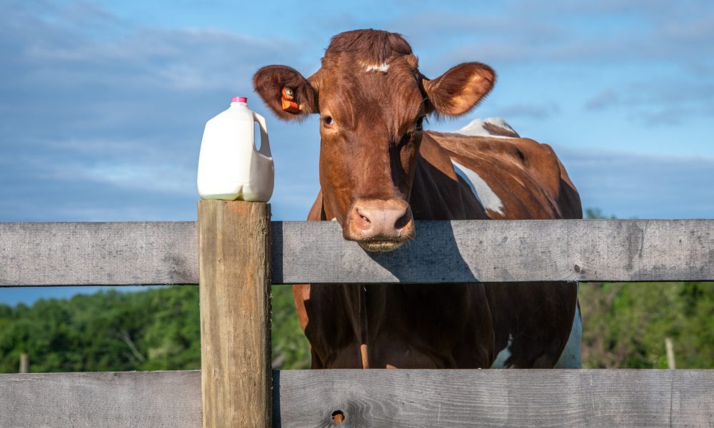 June is National Dairy Month; Let’s Celebrate!