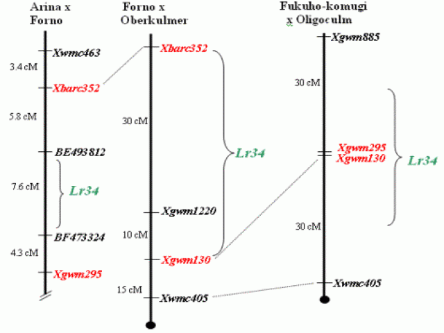 Lr34 map