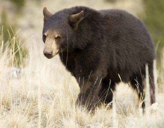 A black bear walks through a grassy field.