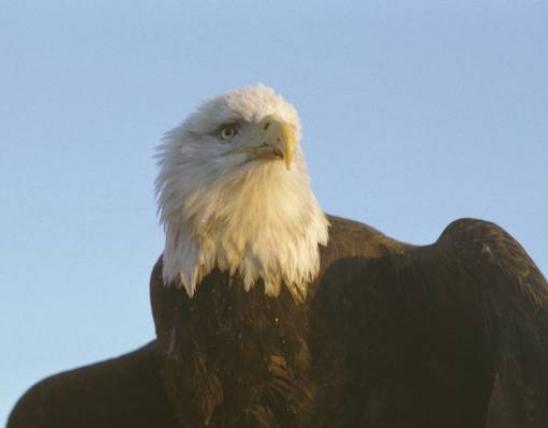 Bald eagle.