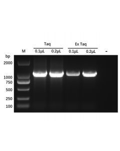 Recombinant Taq DNA Polymerase Protein - , expressed in , from , , used for PCR, CAS No. 9012-90-2