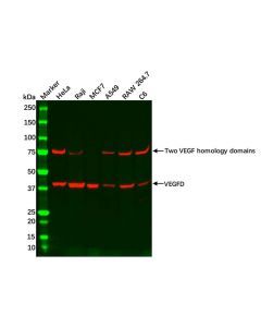 Recombinant VEGFD Antibody - , Clone , for , from , generated in , specific to VEGFD, , , Rabbit IgG, store at Store at -20°C,Avoid repeated freezing and thawing