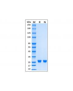 Recombinant EN-TEV Protease Protein - , expressed in , from , ＞98% (SDS-PAGE), used for , CAS No.