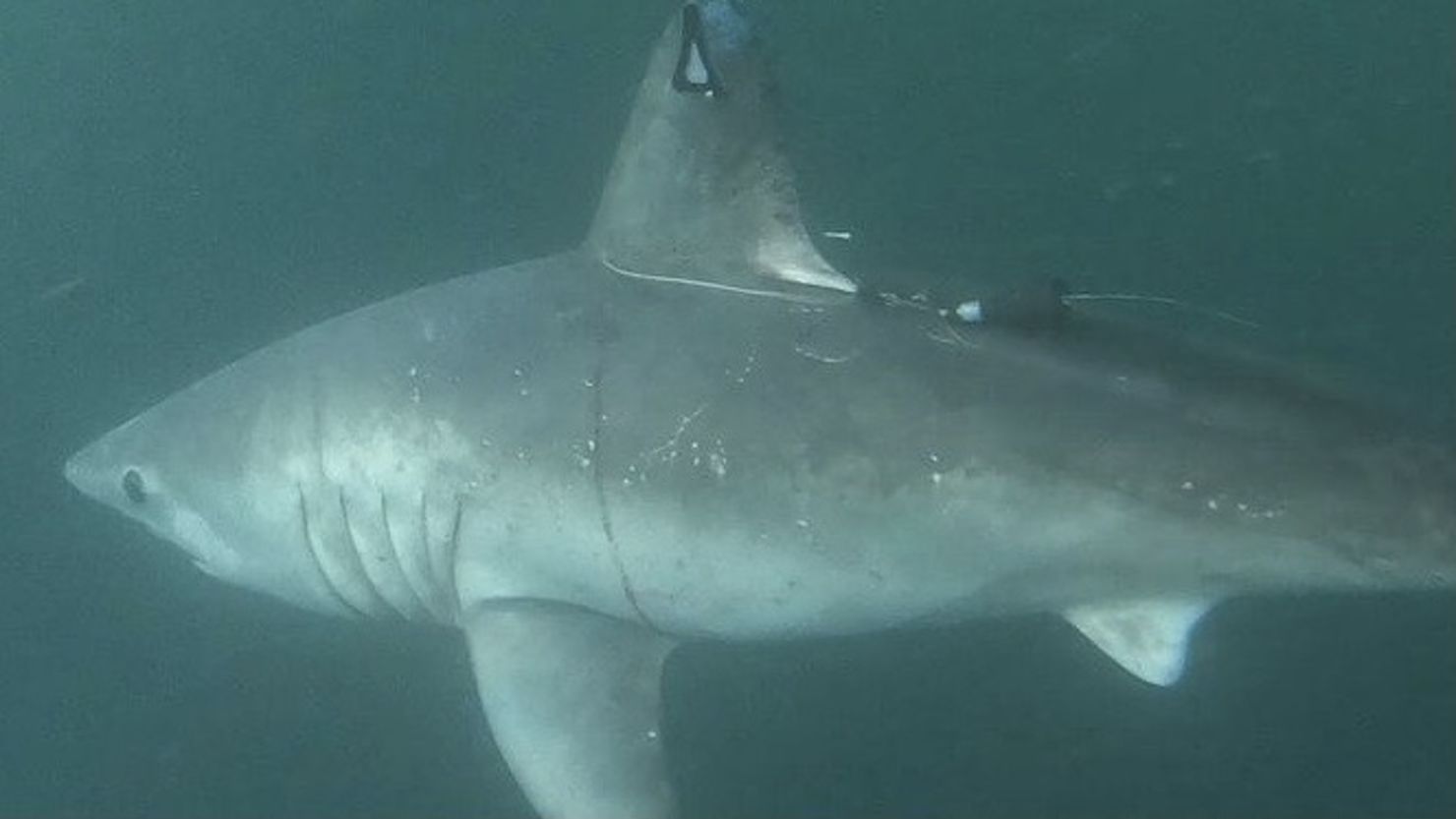 A pregnant porbeagle shark that was the subject of a study swims away after researchers tagged her.