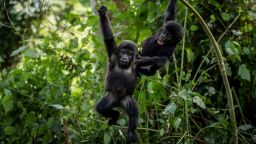 Two one-year old baby mountain gorillas swing from branches as they play together in the forest of Bwindi Impenetrable National Park in southwestern Uganda Saturday, April 3, 2021. (AP Photo)