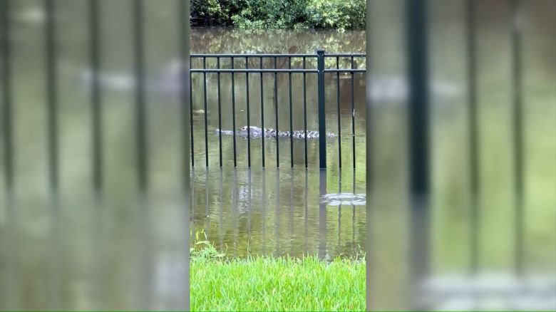 109275_alligator backyard tropical storm debby Clean.00_00_18_05.Still001.jpg