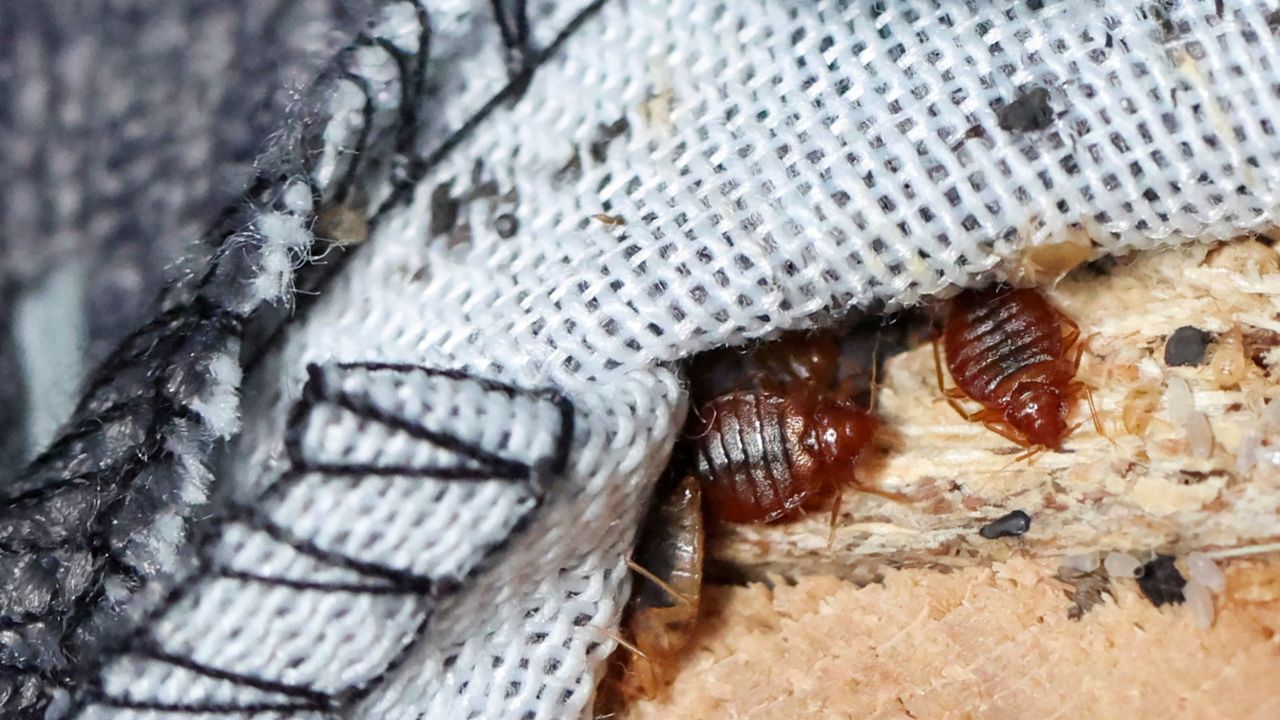 Bedbugs are seen in the seams of a sofa bed in L'Hay-les-Roses, near Paris, France, on September 29, 2023.
