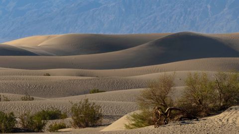 FILE - Desert brush grows on the Mesquite Flat Sand Dunes on Tuesday, July 11, 2023, in Death Valley National Park, Calif. July is the hottest month at the park with an average high of 116 degrees (46.5 Celsius). A man from Belgium who suffered third-degree burns on his feet at the sand dunes in California's Death Valley National Park was rushed to the hospital over the weekend, park rangers said Thursday, July 25, 2024. (AP Photo/Ty ONeil)