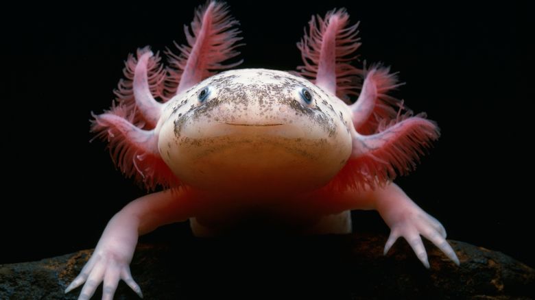 B8C6TT MEXICAN AXOLOTL