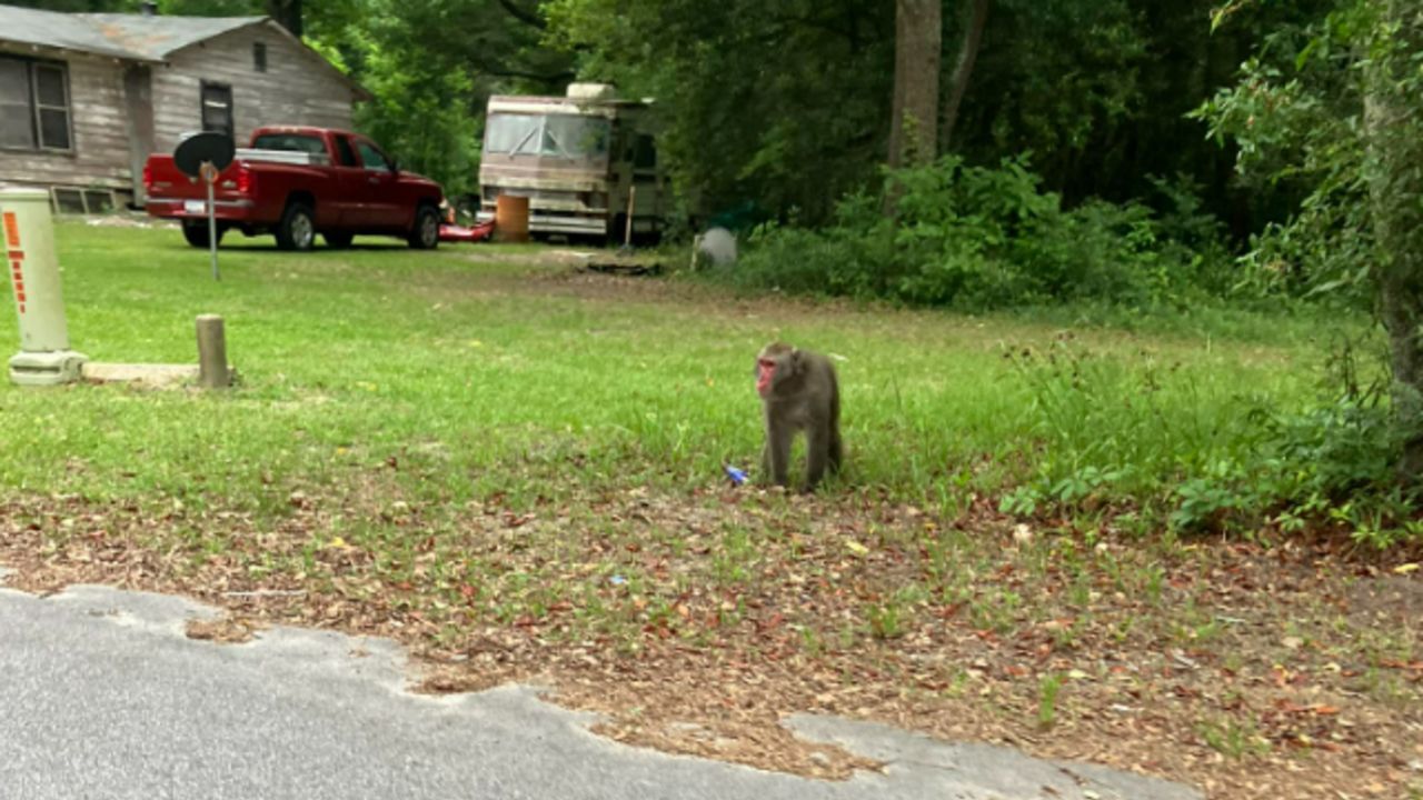 Walterboro community resident Tiffany Edenfield took this picture of an apparent baboon in the area. The Colleton County Sheriff's Office in South Carolina advised residents about the primate on Friday.