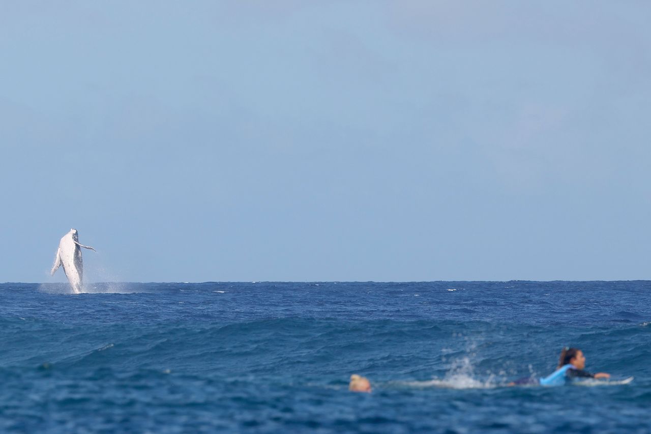 A whale breaches as Brazil's Tatiana Weston-Webb, left, and Costa Rica's Brisa Hennessy compete in the women's surfing semi-finals, during the Paris 2024 Olympic Games, in Teahupo'o, Tahiti, on August 5.