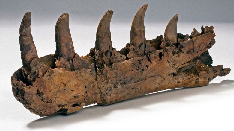 DTGN0M Megalosaurus jaw