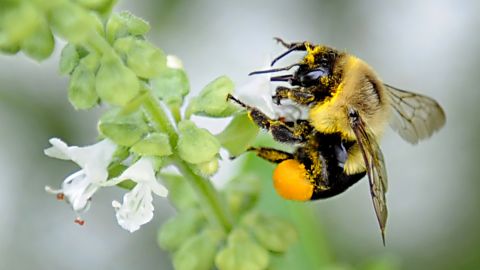 A common eastern bumble bee collects pollen on flowers outside the Cornell Cooperative Extension on Tuesday, Sept. 22, 2015 in Albany, N.Y.