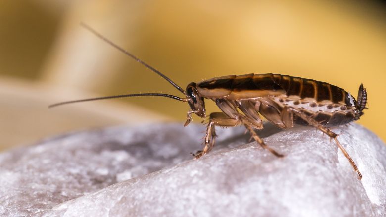 The German cockroach (Blattella germanica)