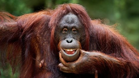 close-up of a funny orangutan