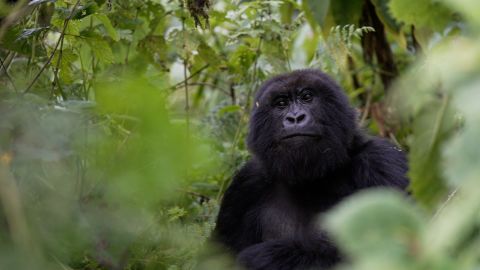 Gorilla Rwanda.jpg