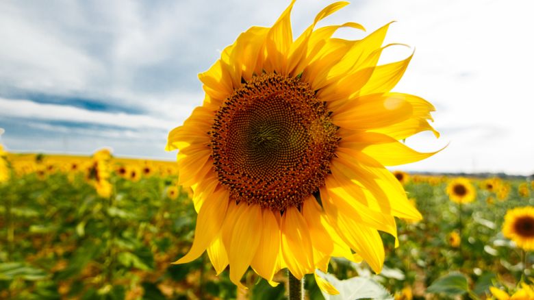 Sunflower plants are sun worshipers that grow best in spots that get six to eight hours of direct sun per day.