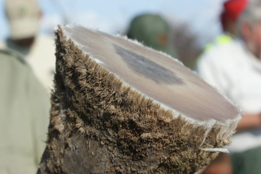 Image of a rhino's horn after being removed from a rhino.