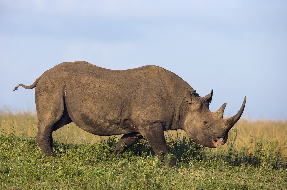 Image of Endangered black rhino species in Africa grazing