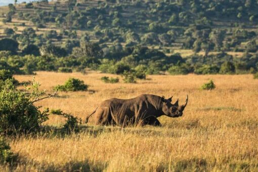 Black rhino in field