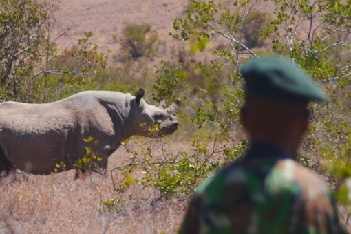 Image of a ranger at Borana Conservancy in Kenya is monitoring black rhino.