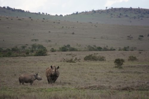 Black rhino and calf in Borana Conservancy, Kenya.