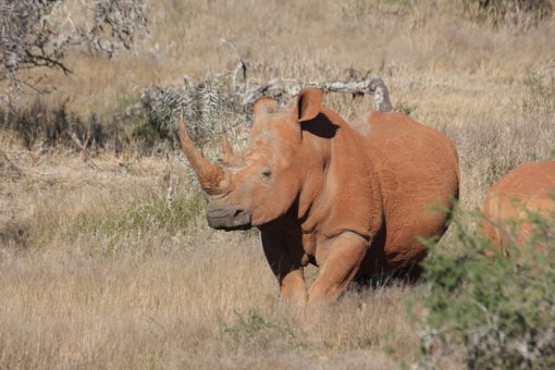 A white rhino in the wild